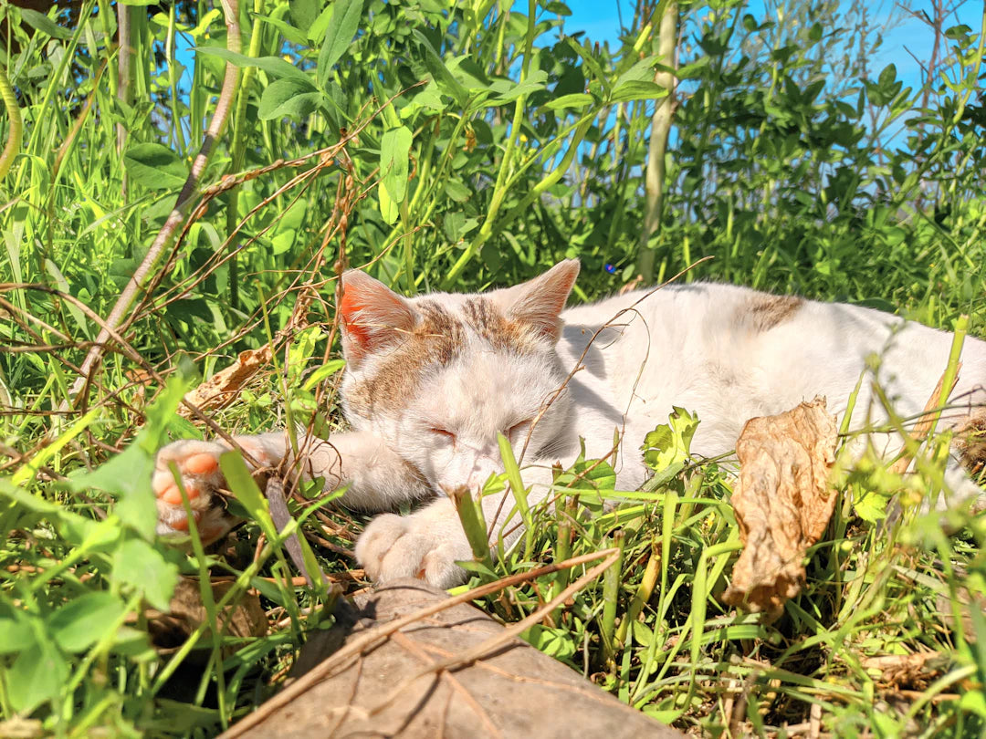Naturen som sovepartner Opdag fordelene ved udendørs søvn