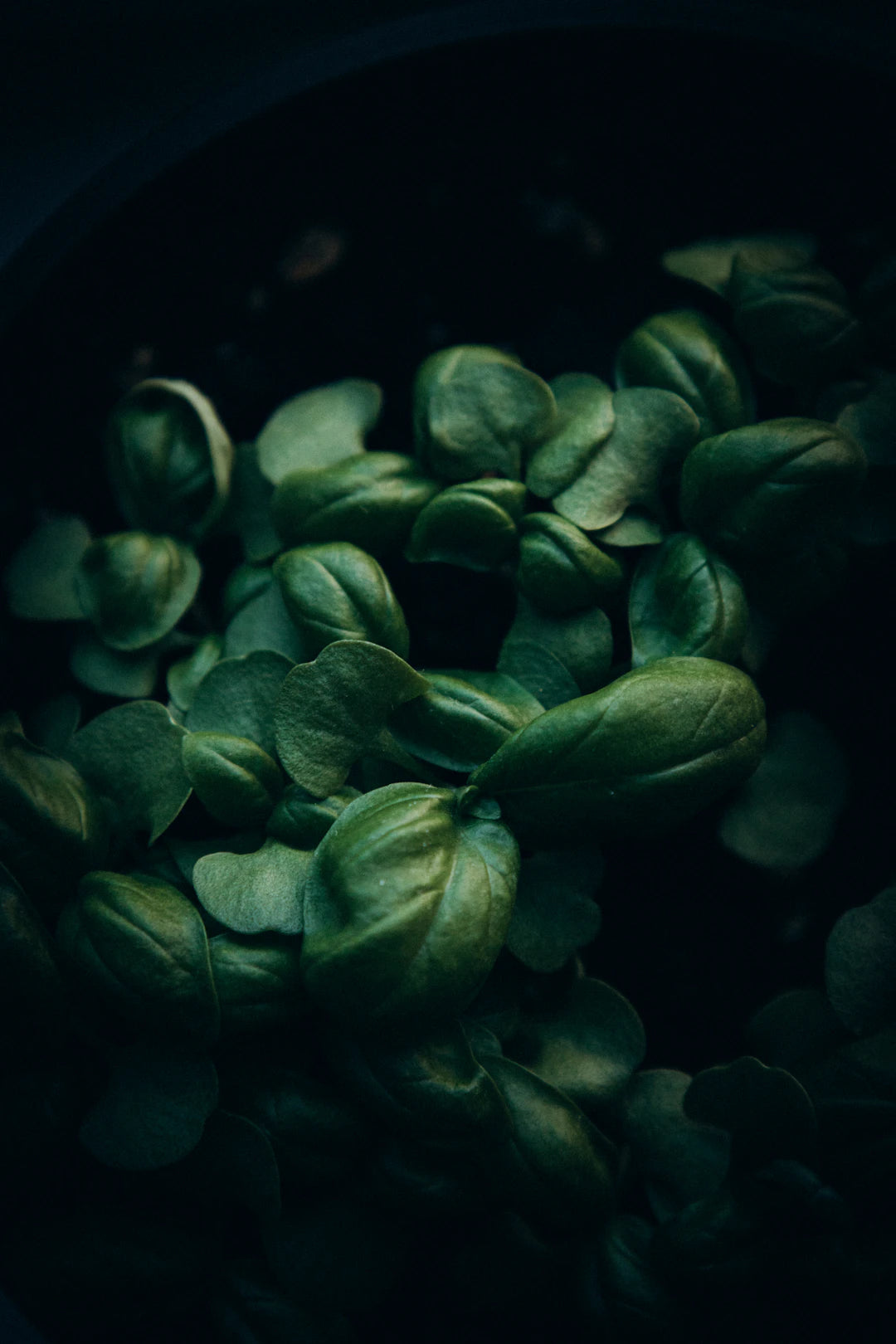 Te og urter, der fremmer søvn