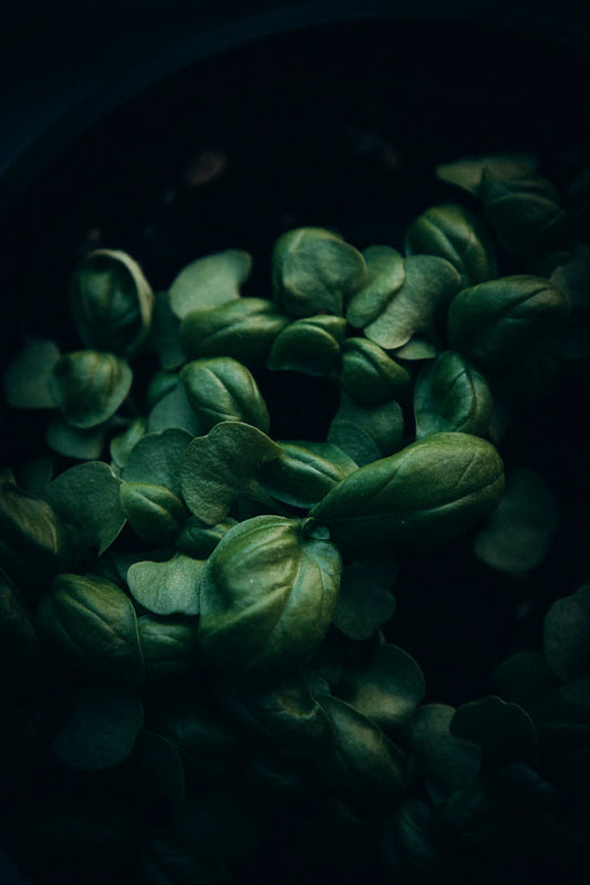 Te og urter, der fremmer søvn