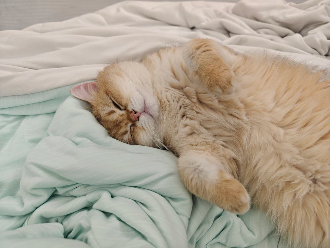 Søvnens Indflydelse på Kropsvægten